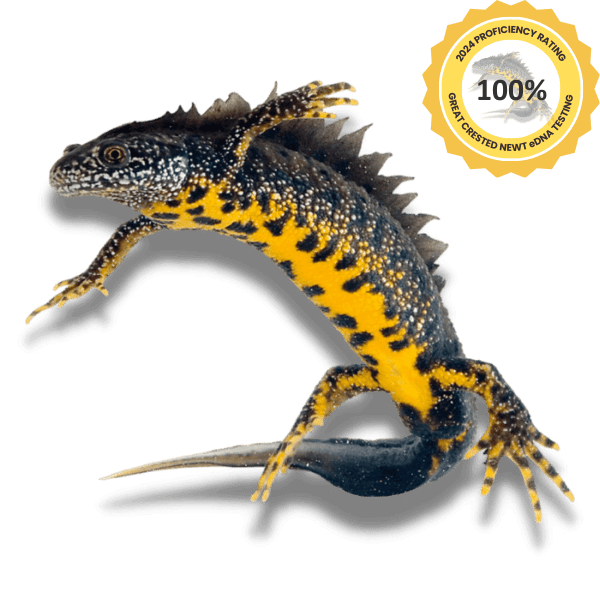 Great Crested Newt Desktop Banner Image 2024