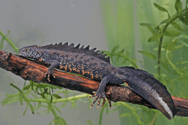 Great Crest Newt Edna Testing