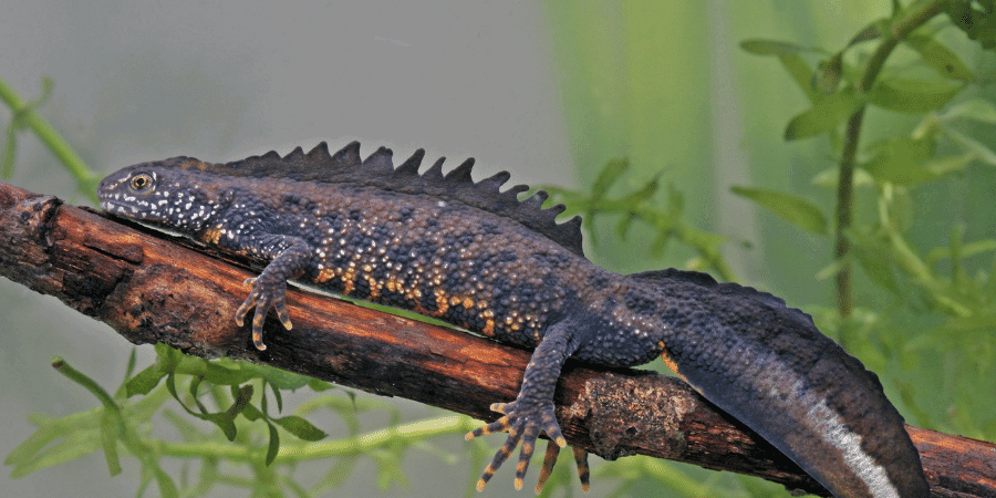 Great Crest Newt Edna Testing