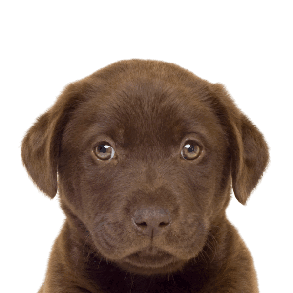 DNA Protected Service