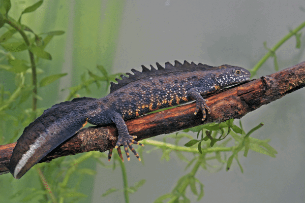 Great Crested Newt eDNA Testing