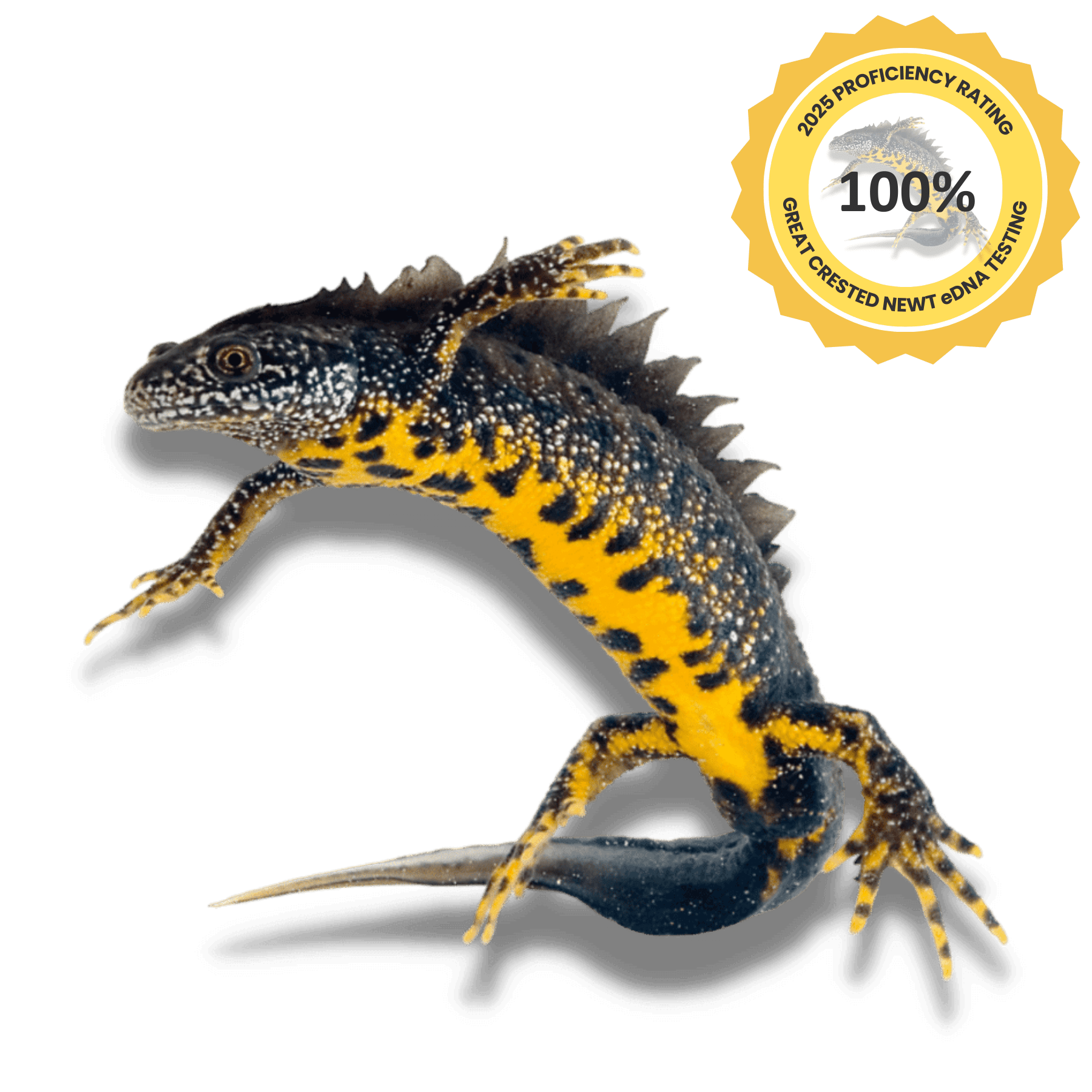 Great Crested Newt Desktop Banner Image 2025 Min