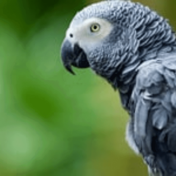 Species Testing Service